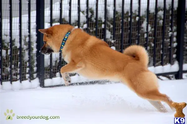 Shiba Inu stud dog